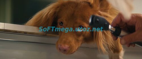 Доктор Гаф (2026) скачать торрент