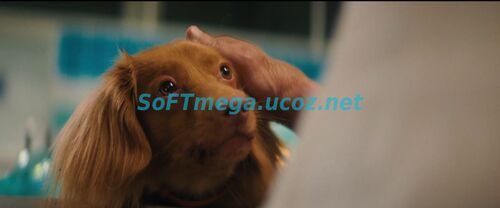 Доктор Гаф (2026) скачать торрент