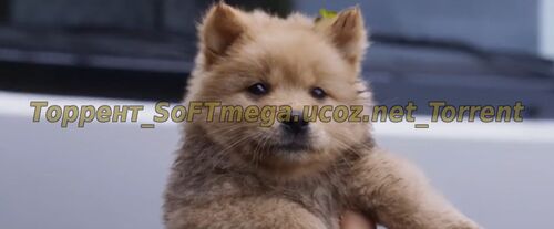 Мой Хатико (2023) скачать торрент